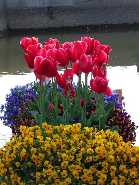 今朝の水上花壇