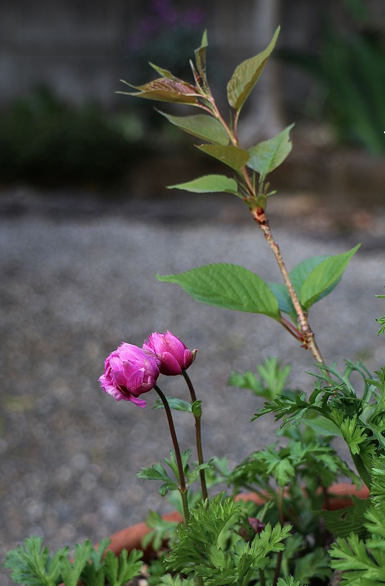 はじめての虹