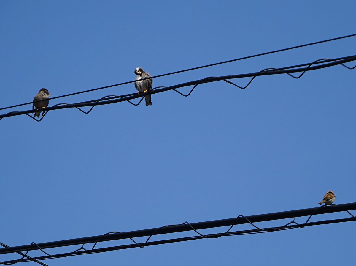 鳥たち