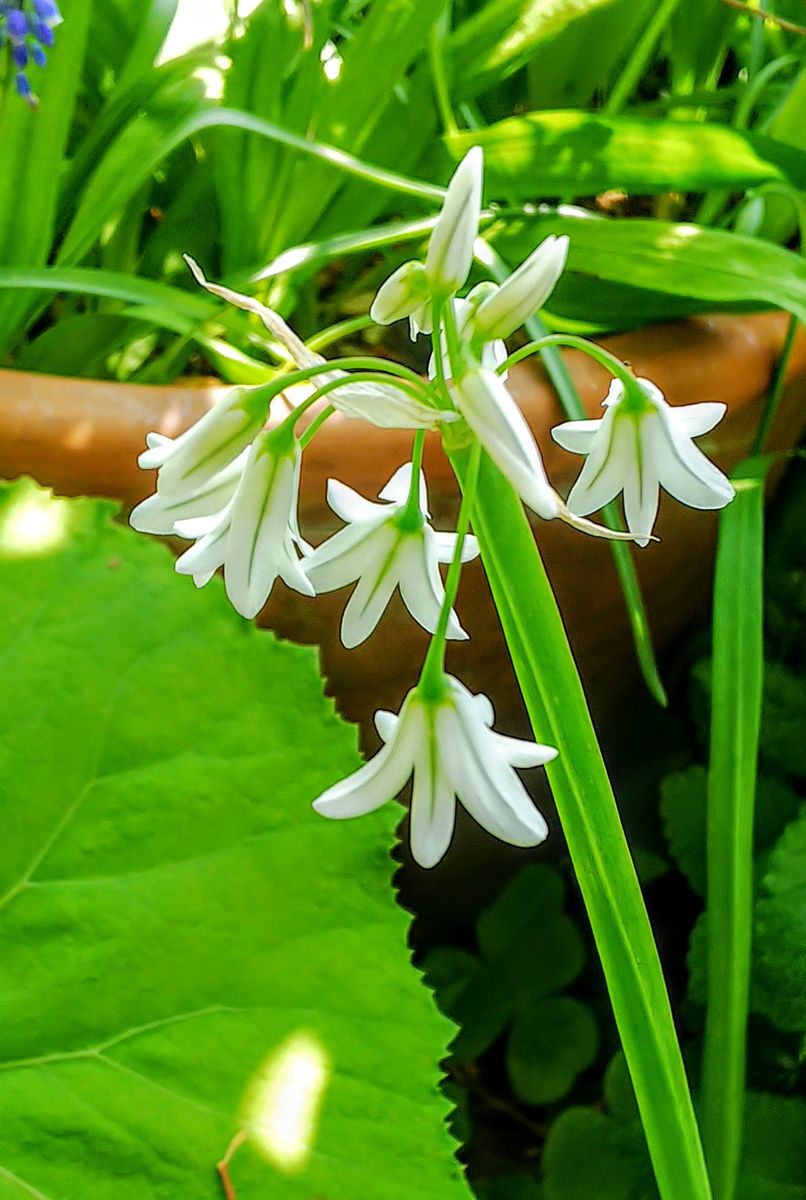 庭の片隅で咲く花💠