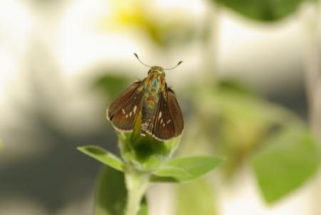 秋の使者・・イチモンジセセリ