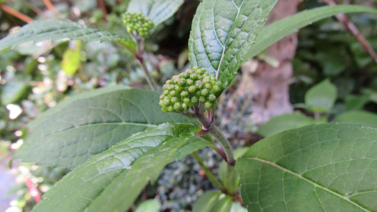 今年は蕾がいっぱい-山紫陽花