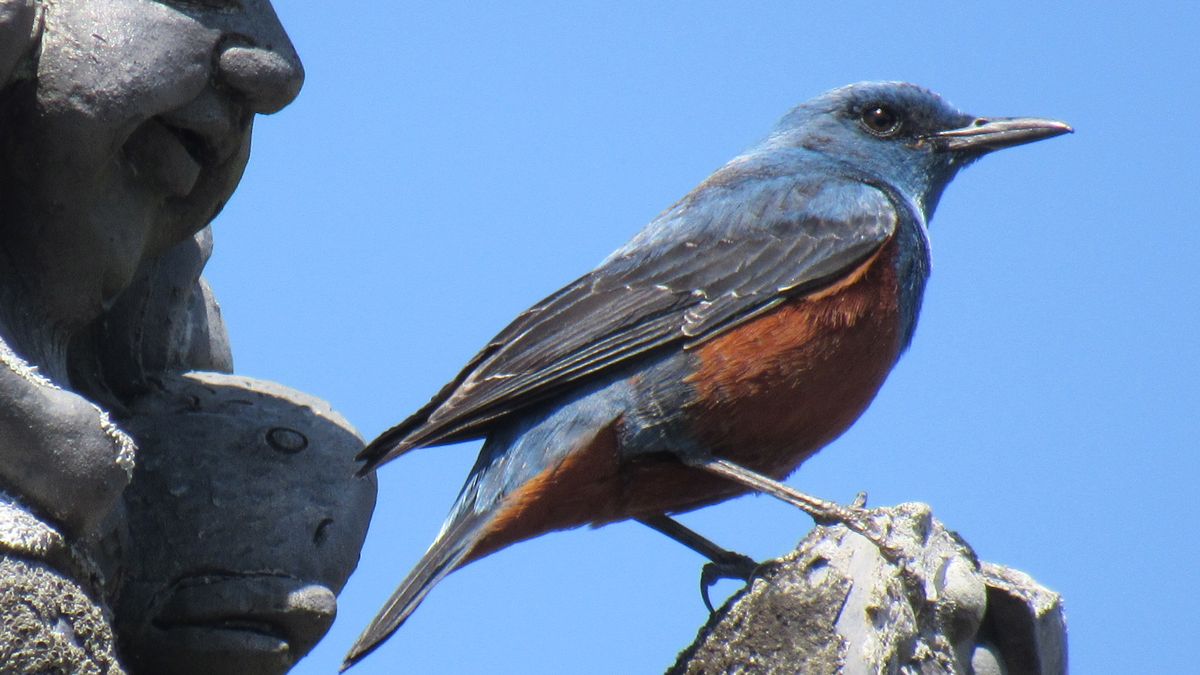 隣の空き地は野鳥の激戦区①