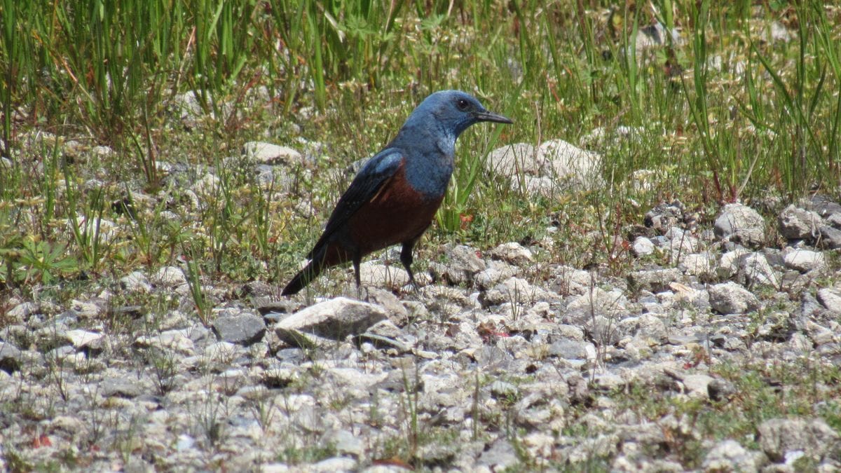 隣の空き地は野鳥の激戦区①