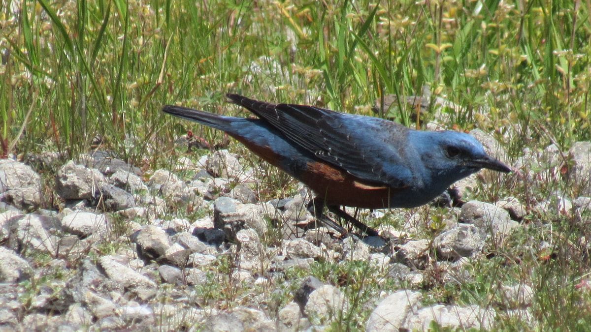 隣の空き地は野鳥の激戦区①