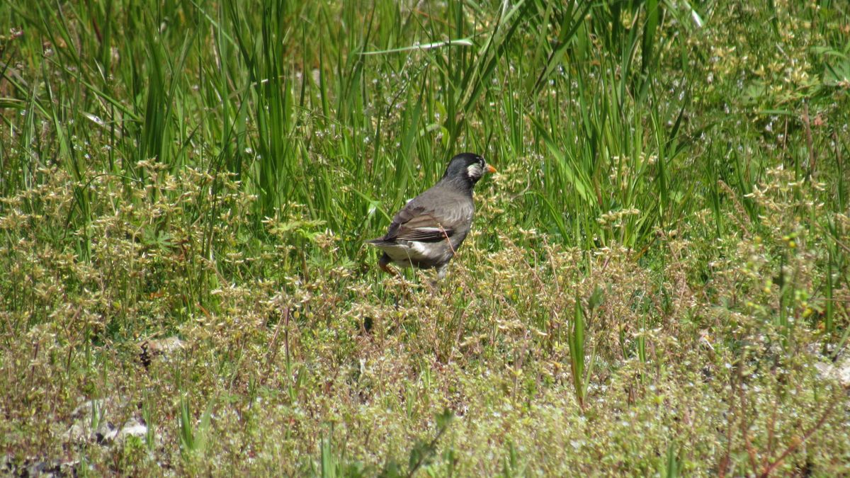 隣の空き地は野鳥の激戦区②