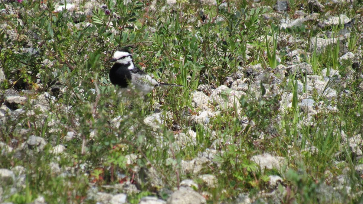 隣の空き地は野鳥の激戦区②