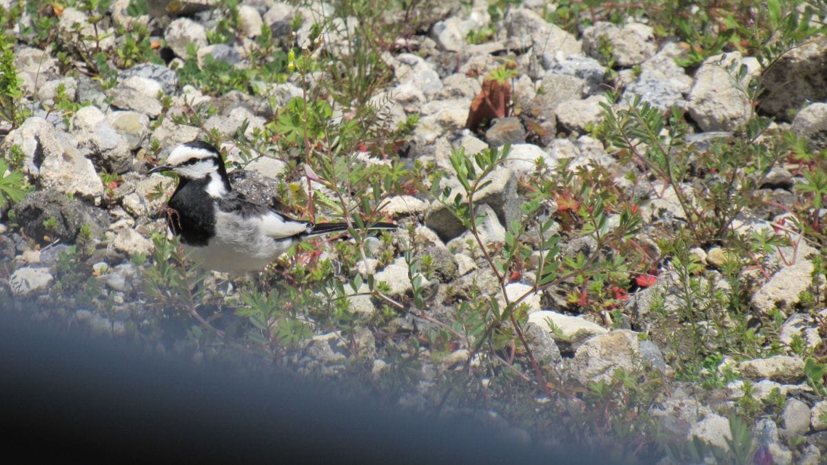 隣の空き地は野鳥の激戦区②