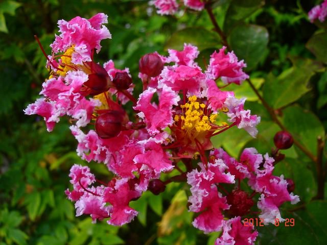 夏の花秋の花も咲いてます。