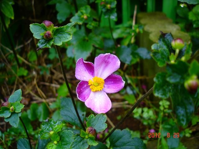 夏の花秋の花も咲いてます。