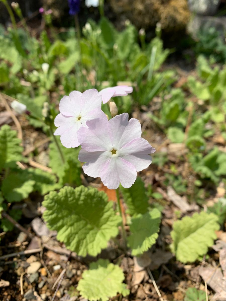 庭の山野草