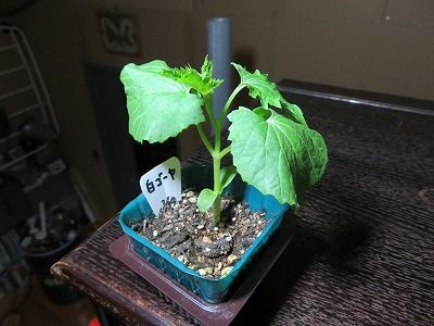 庭に植える野菜は？