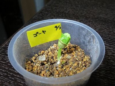 庭に植える野菜は？