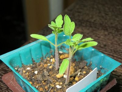 庭に植える野菜は？