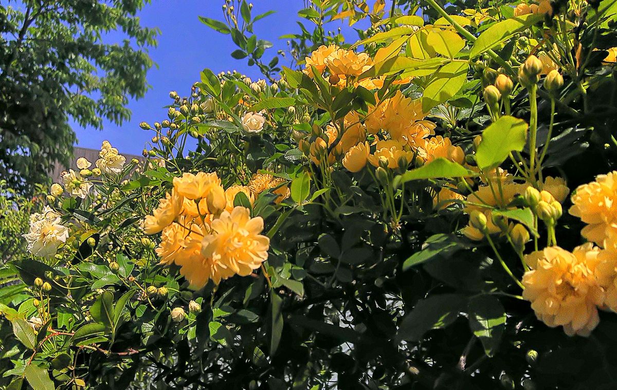 可愛いブドウの新芽🌿