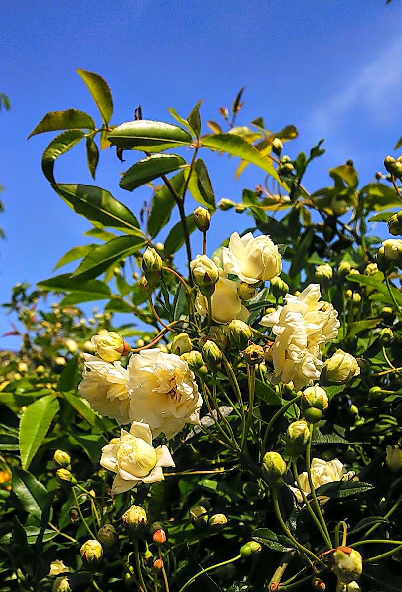 可愛いブドウの新芽🌿