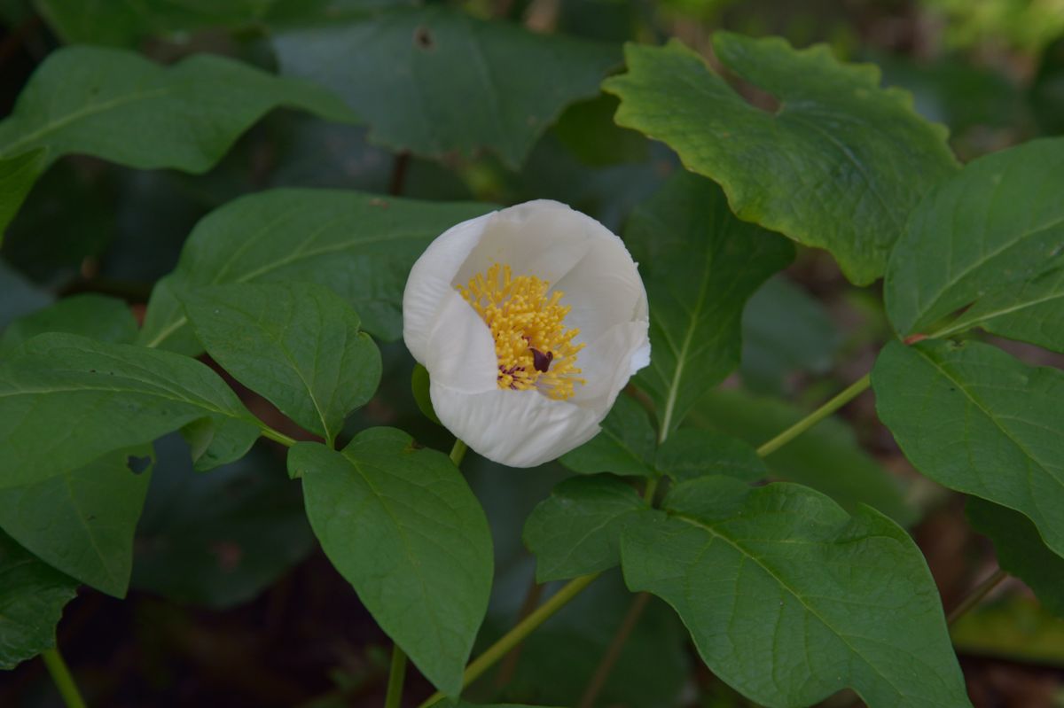 やましゃくやく　開花まで2