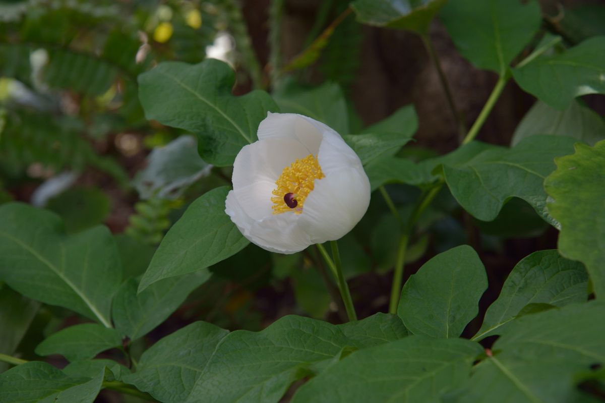 やましゃくやく　開花まで2