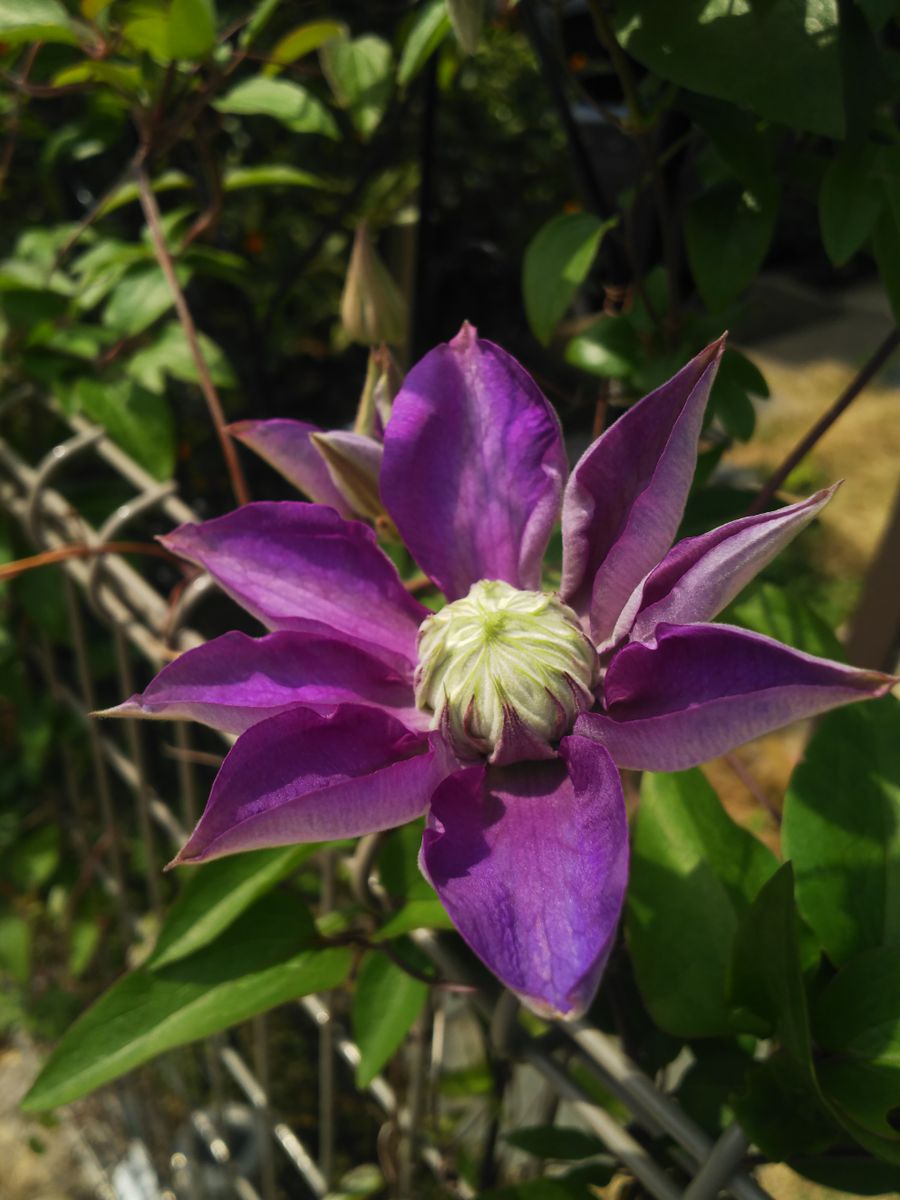 ブラックティー（ではなかった）が開花しました！