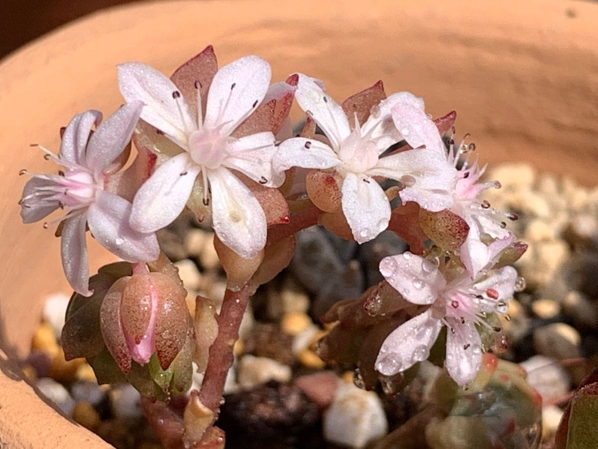 多肉の花