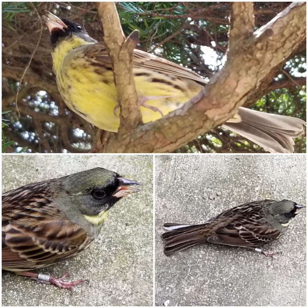 なに鳥かしら？