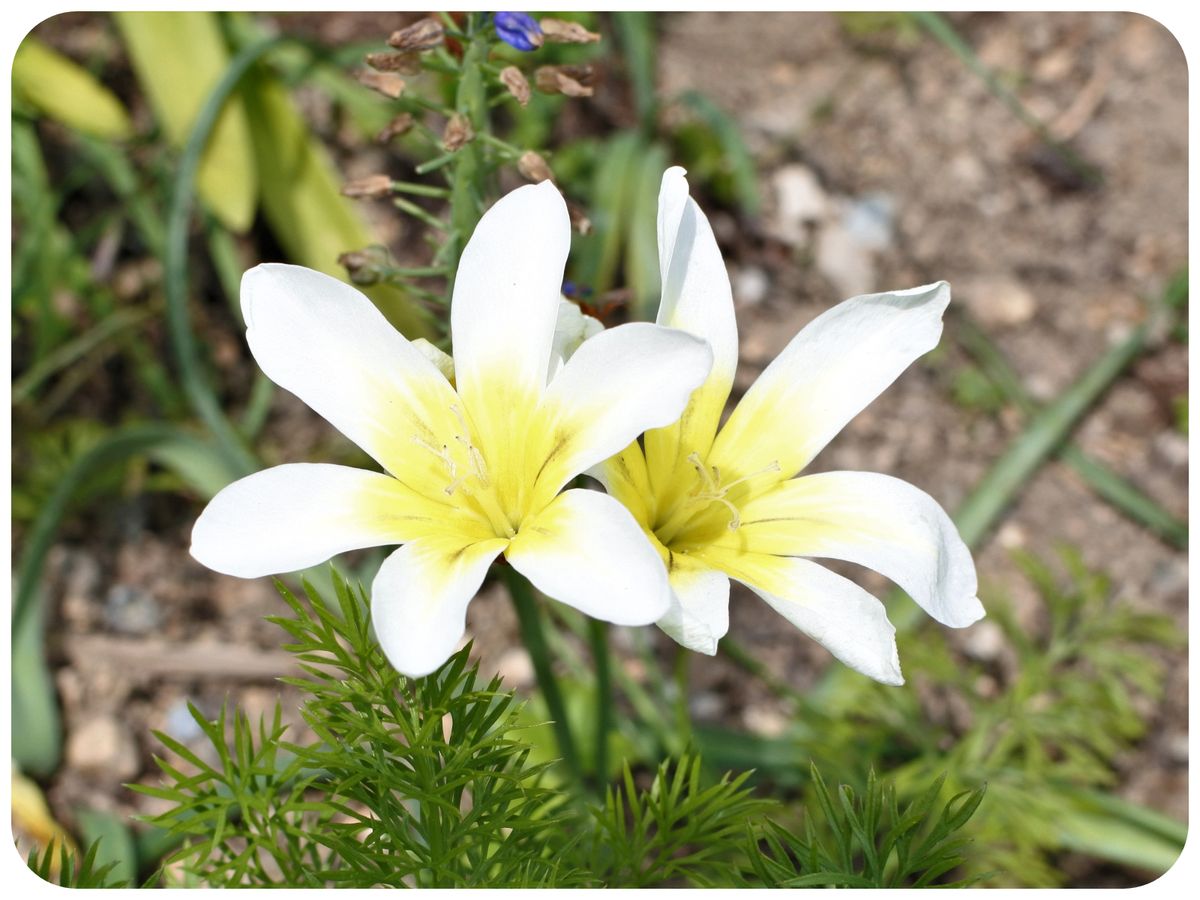 春の草花 その11