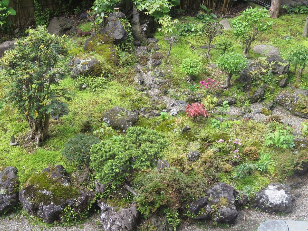 緑の苔が好きだから♬