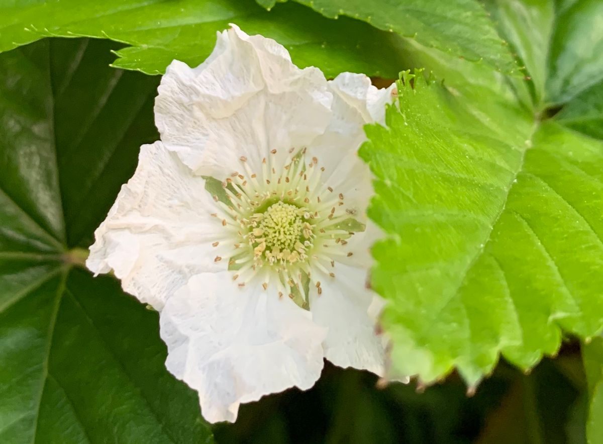 今日の花