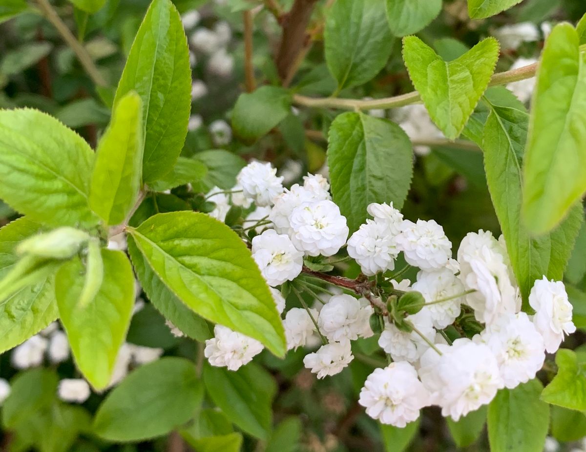 今日の花