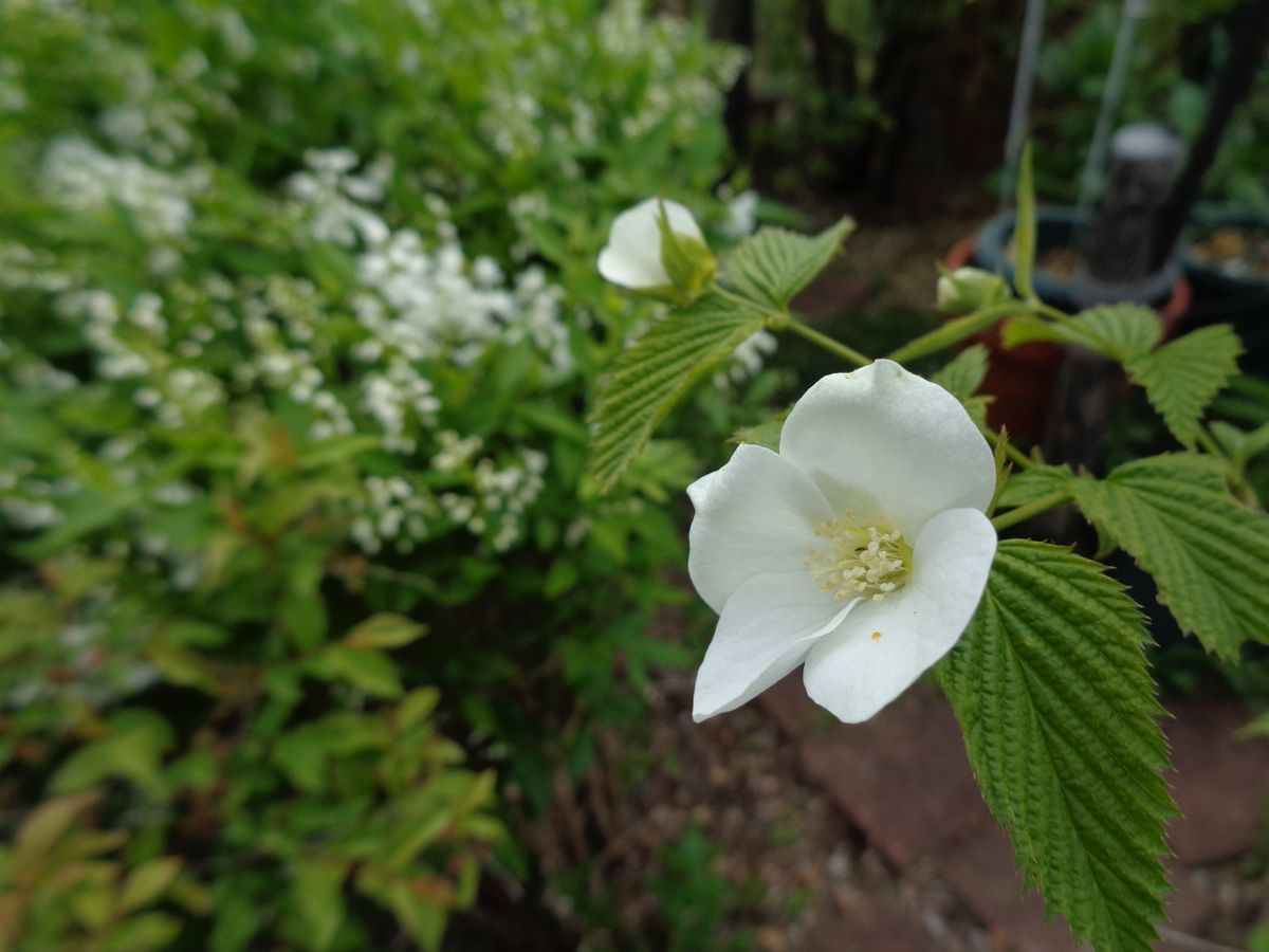 白いお花たち