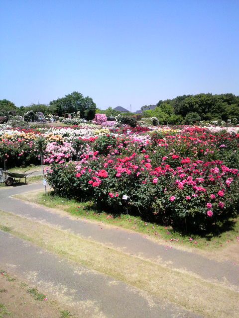 京成ばら園に行ってきました