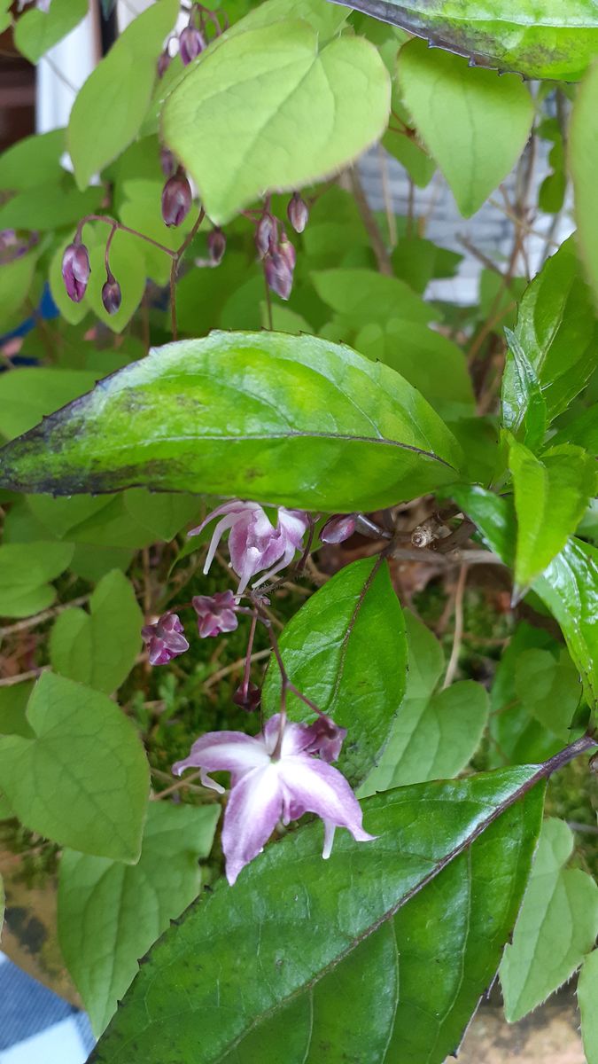 ふくおかルーバルガーデン2～春の🌸🌿庭たより…またもや強風🌀に見舞われて😱