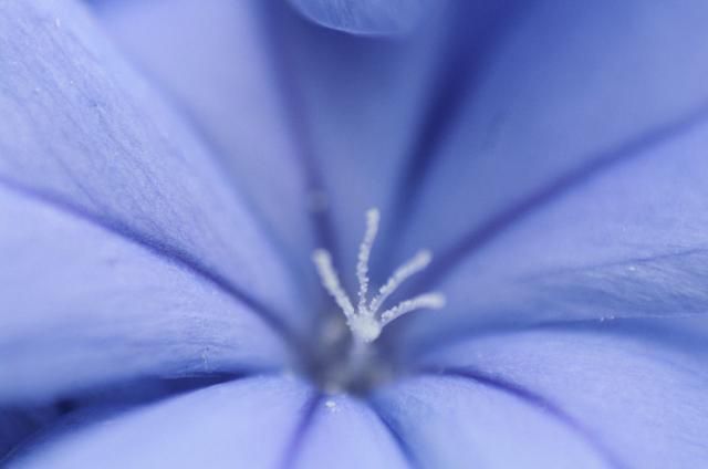 我が家の庭(もう一つの花）