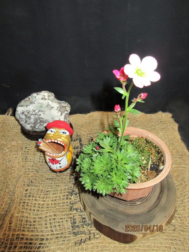 今咲いている小鉢の花達３つ紹介。
