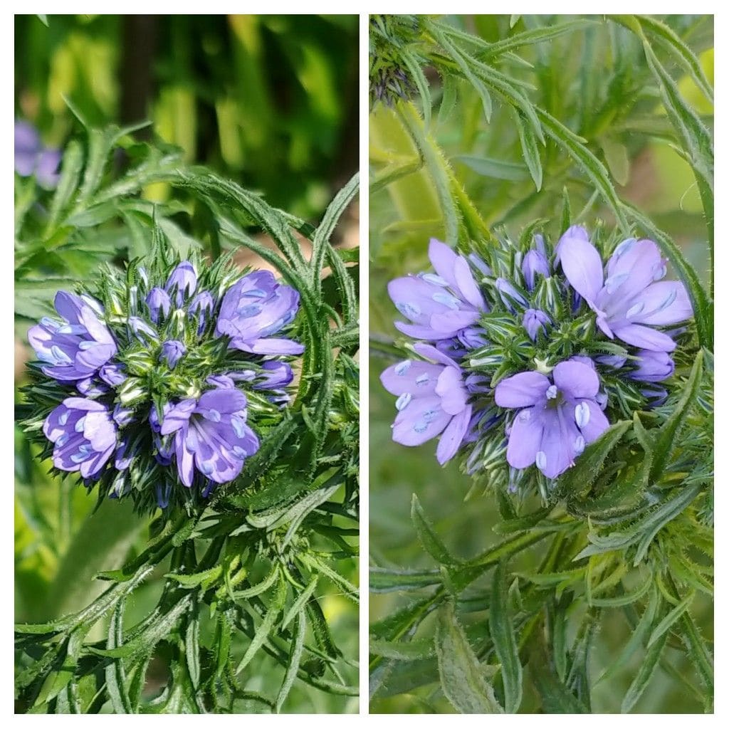 今日の花