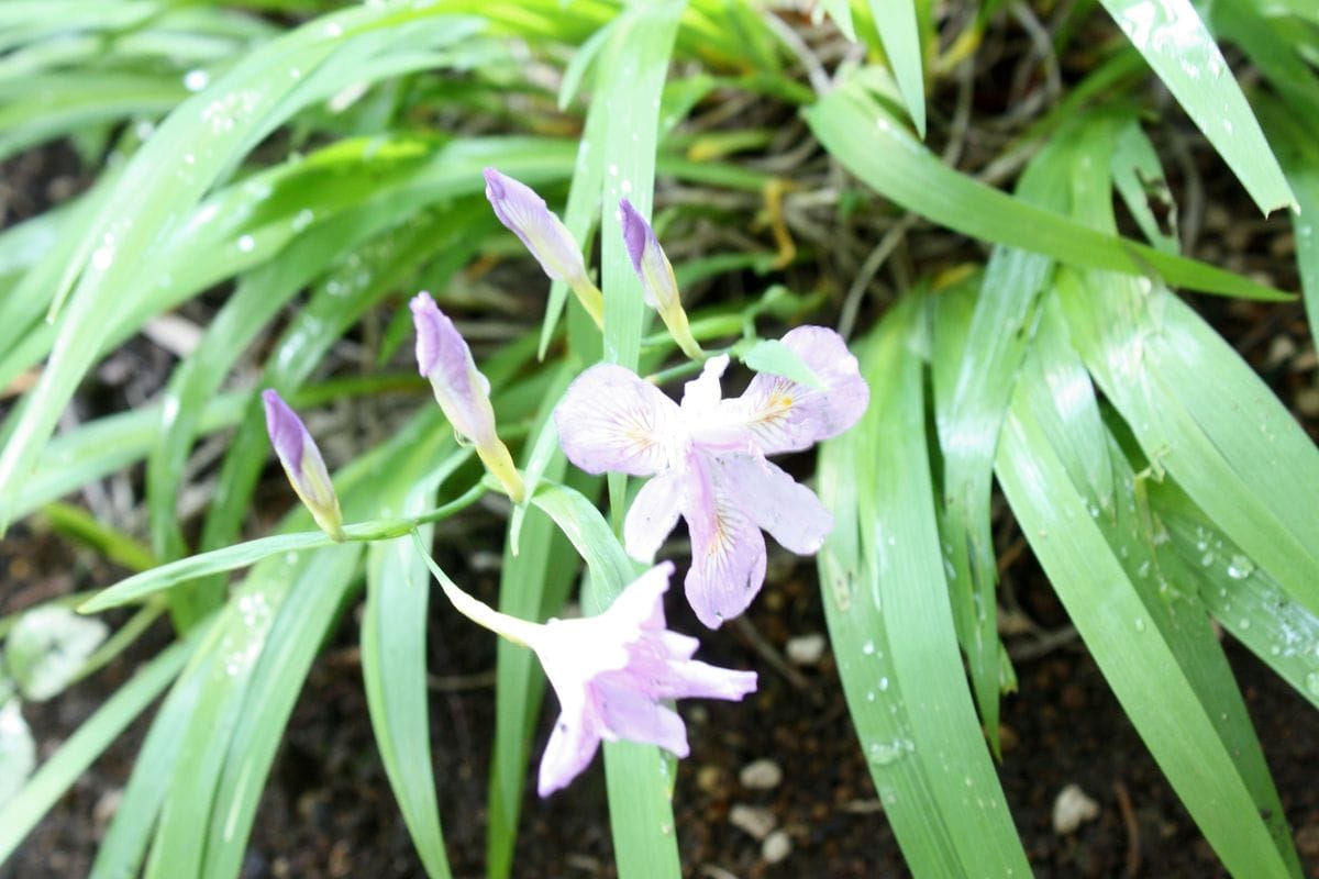 雨上がり　ヒメシャガの開花