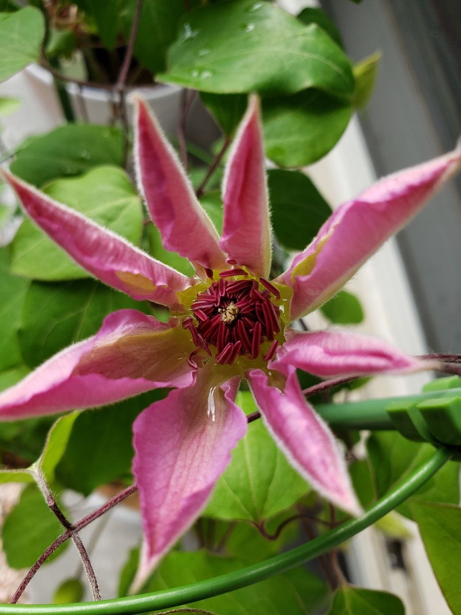 雨上がりのお花たち🌈