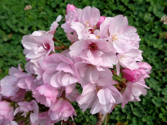 桜・旭山