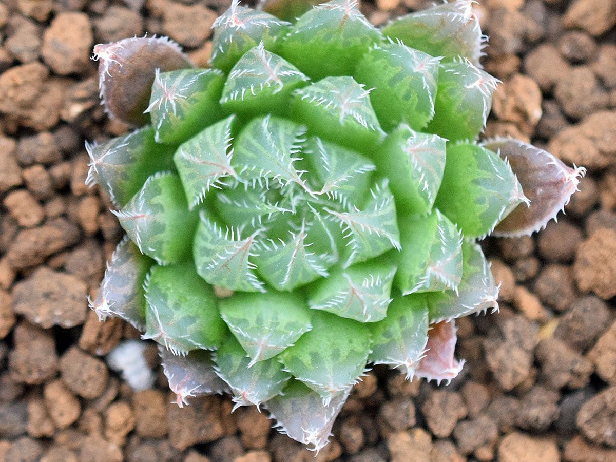 Haworthia tomei