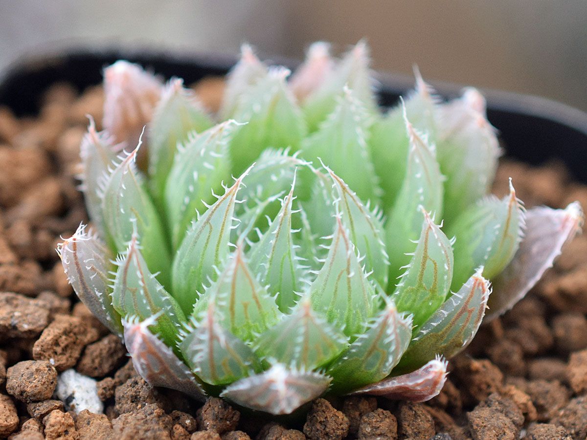 Haworthia tomei