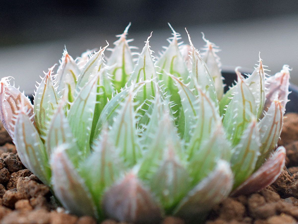 Haworthia tomei