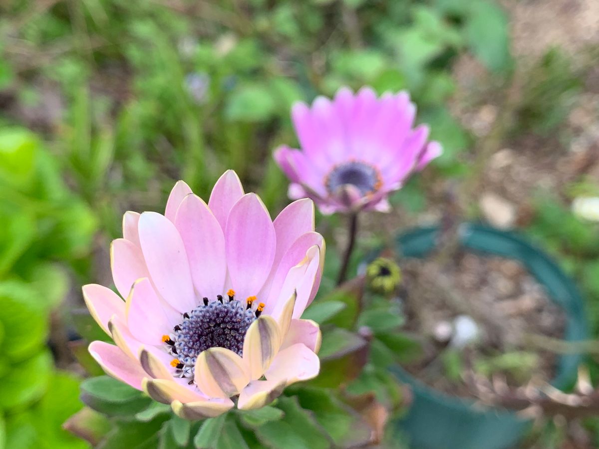 今日も昨日の雨前のお花です(^_-)-☆