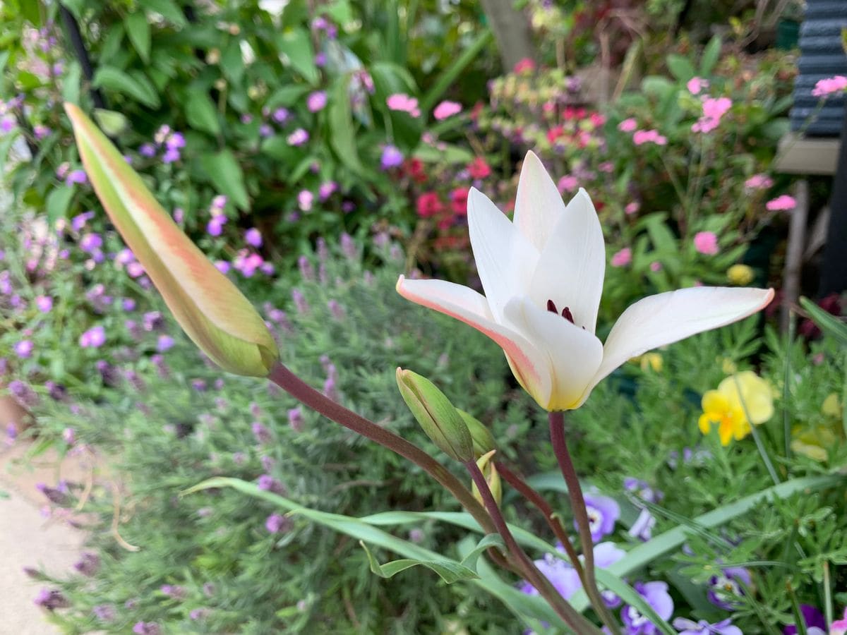 今日も昨日の雨前のお花です(^_-)-☆