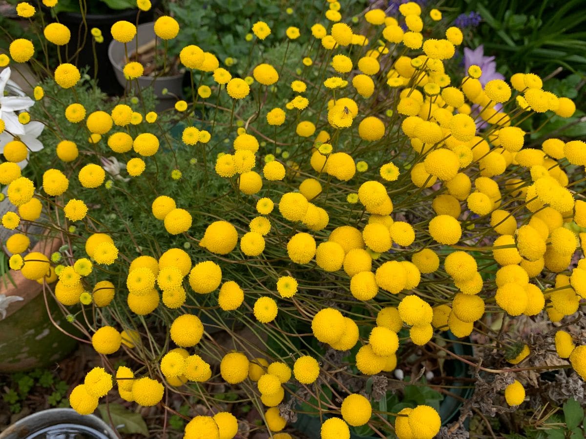 今日も昨日の雨前のお花です(^_-)-☆