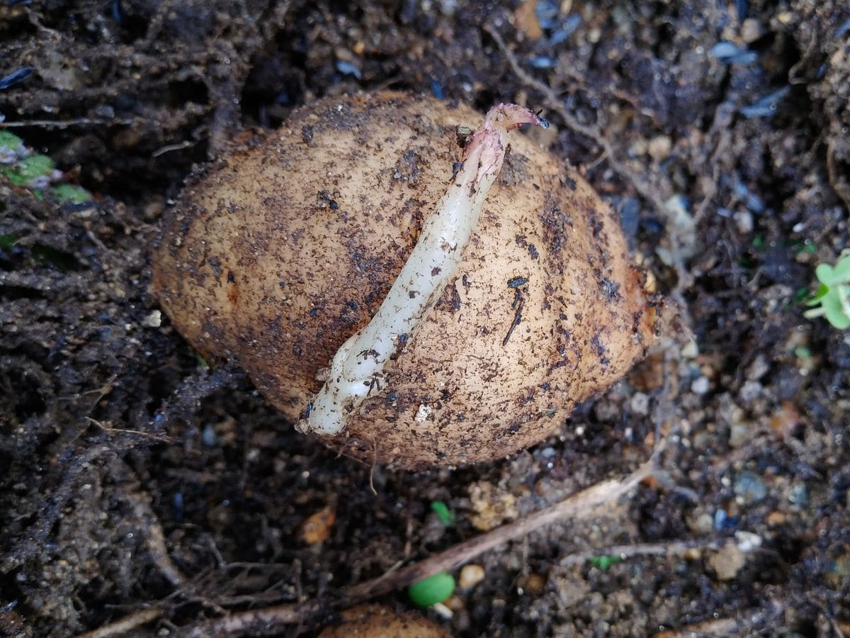 見よう見まねダリア🥔