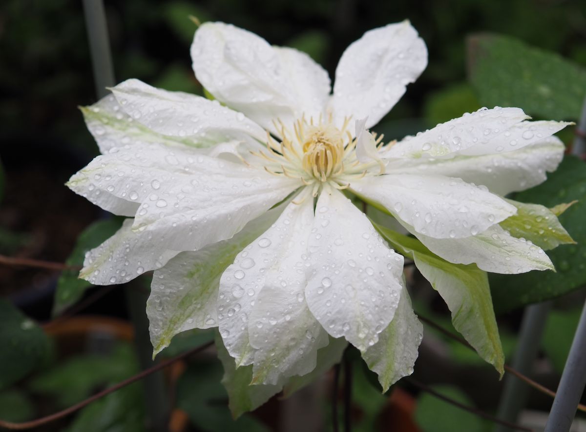 日本桜草の仕立て方…