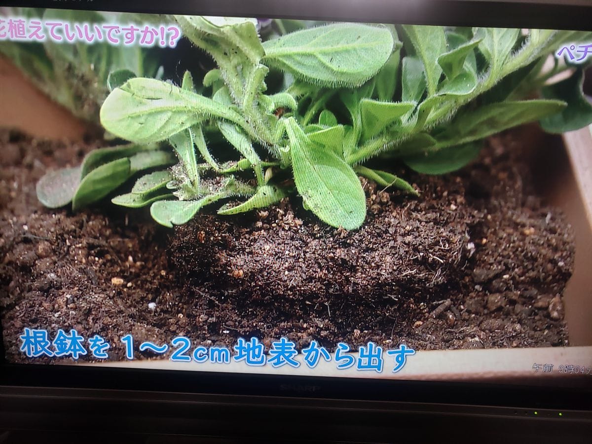 花植えていいですか。