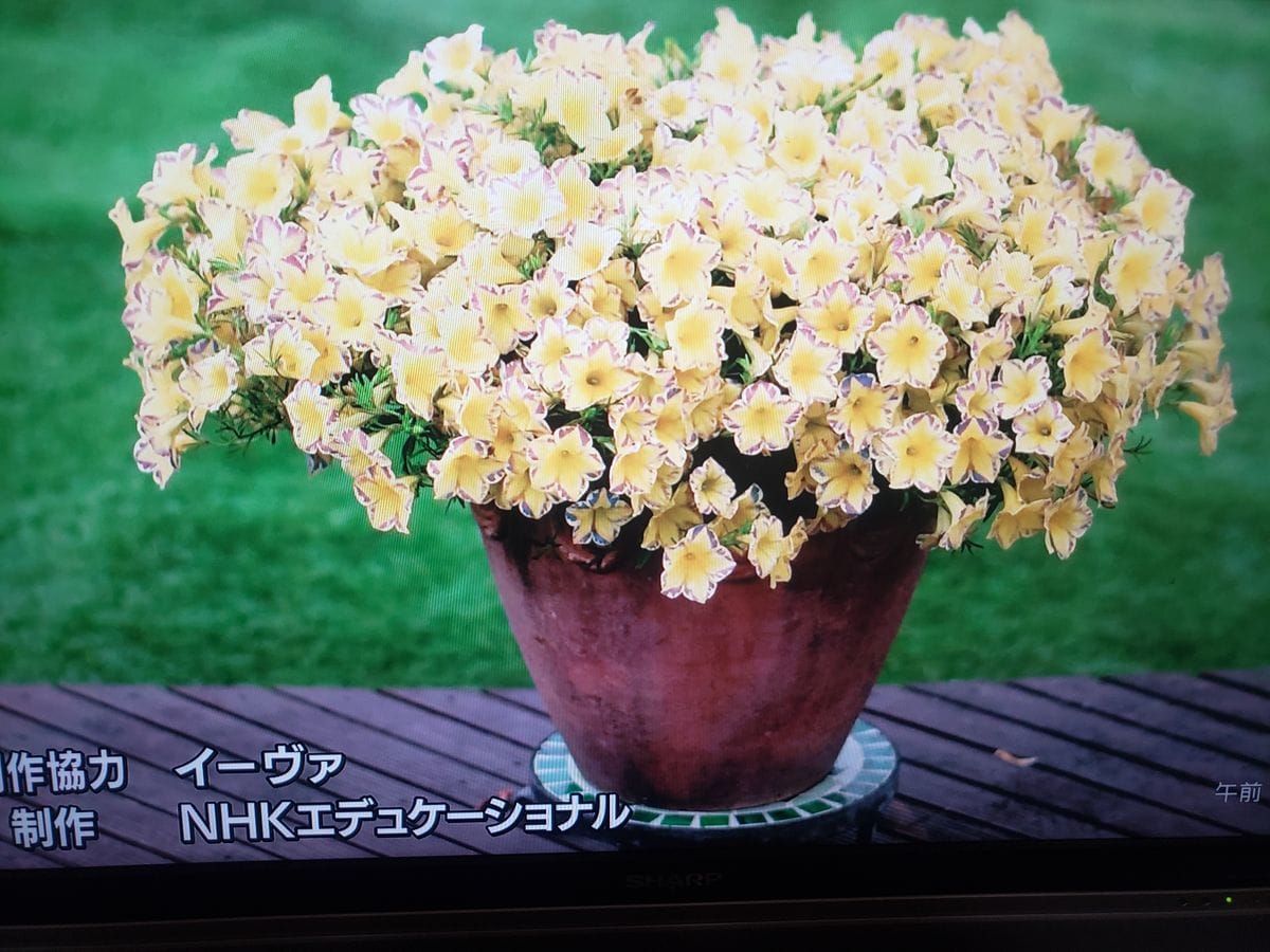 花植えていいですか。