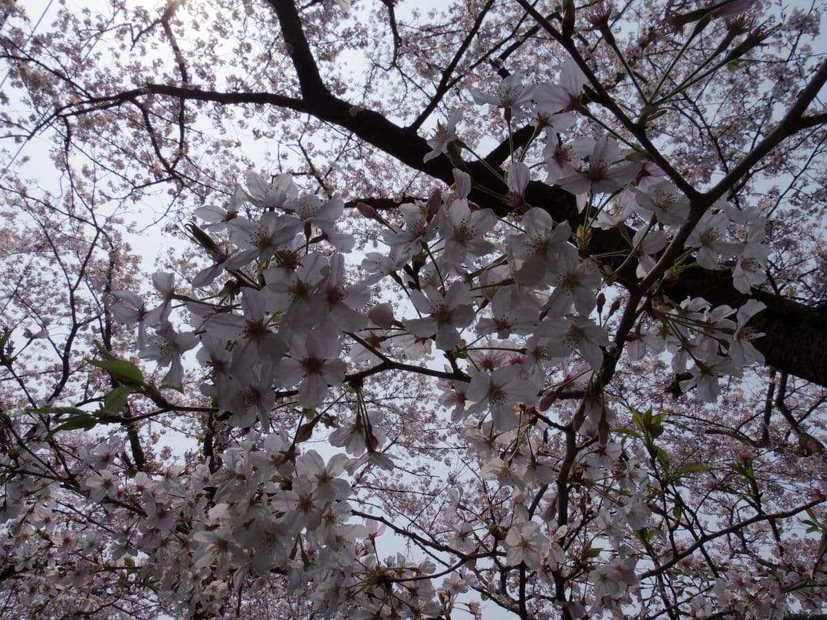 当地の隠れた桜の名所　パート2