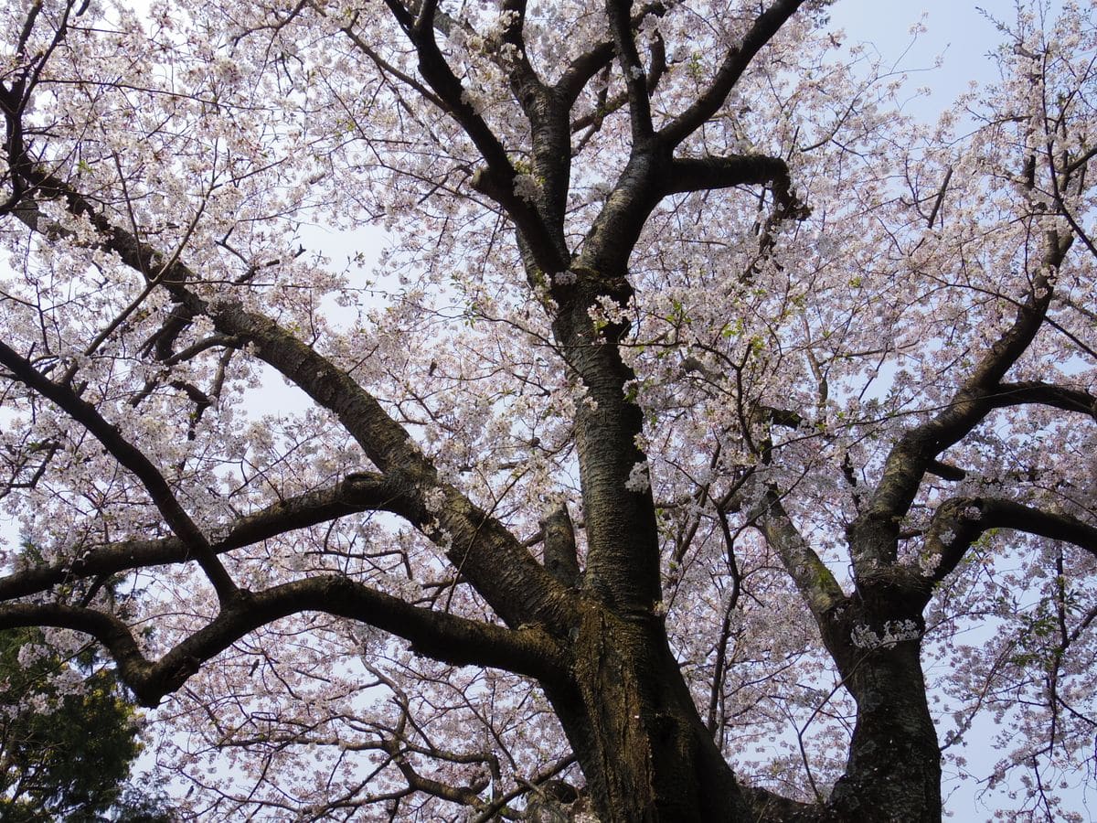 当地の隠れた桜の名所　パート2